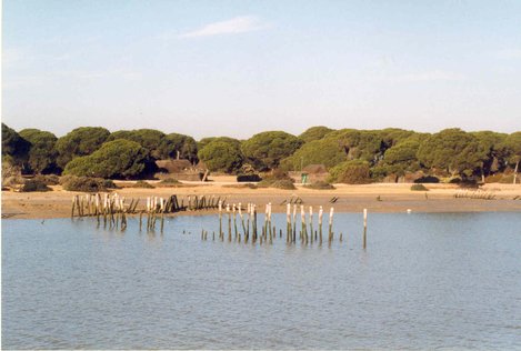 doñana